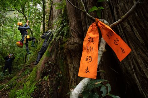 台灣桃木|再挑戰「撞到月亮的樹」 79.1公尺桃山神木等身照出。